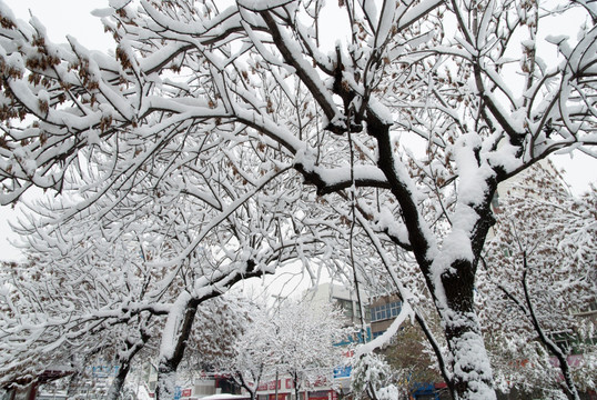 雪压树枝