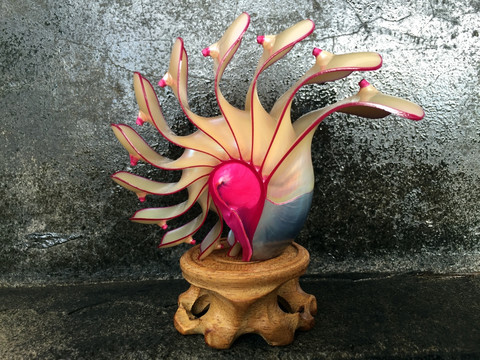 玫瑰鹦鹉螺