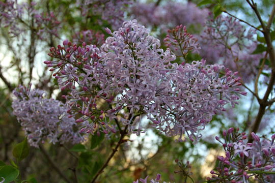 丁香花 丁香 花朵 植物 花卉