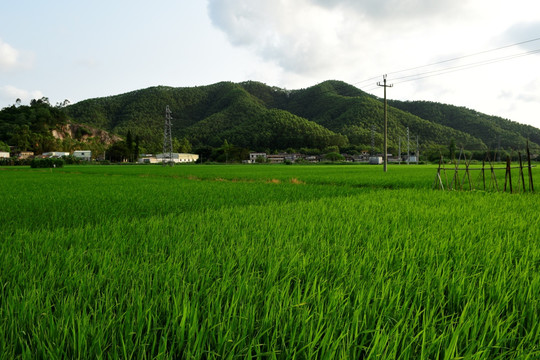 稻田