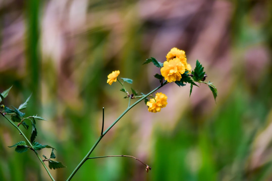 棣棠花