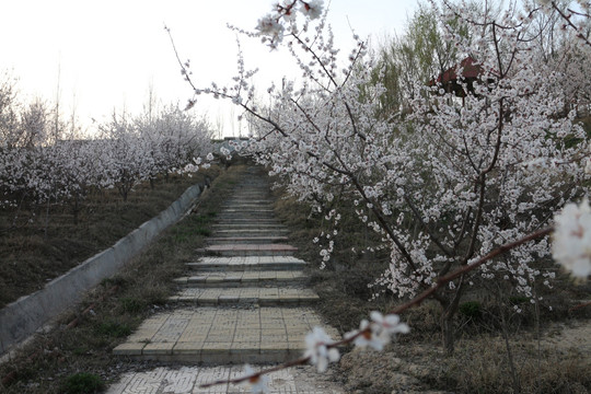 杏花石阶
