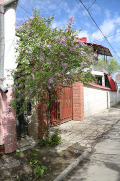 民居前的紫丁香花