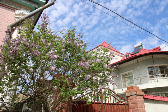 院门前的紫丁香花
