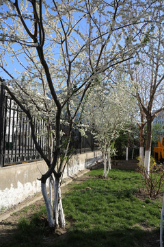 栅栏前盛开的樱桃李花