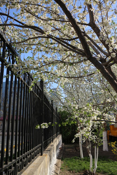 栅栏前盛开的樱桃李花