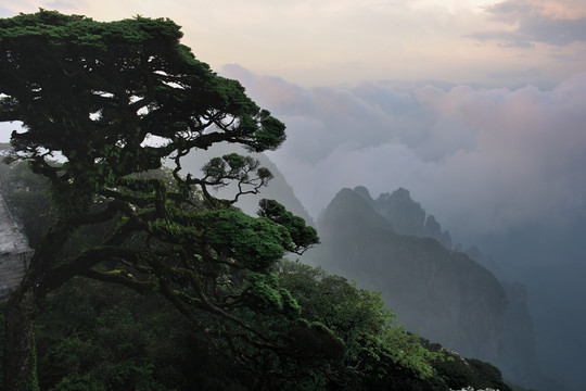 古树雾景