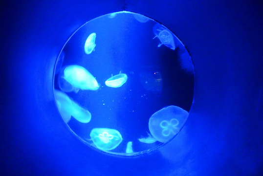 水母