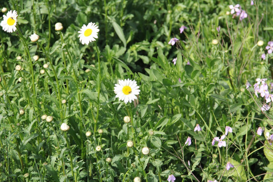 雏菊