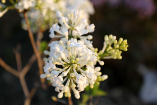 丁香花 春天 丁香 苦丁香