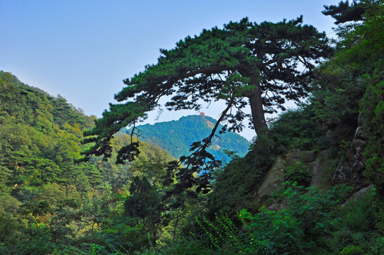 泰山迎客松