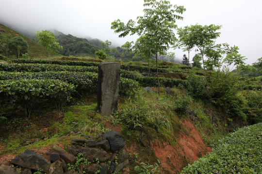 绿色茶山