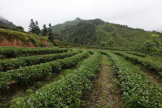 绿色茶山