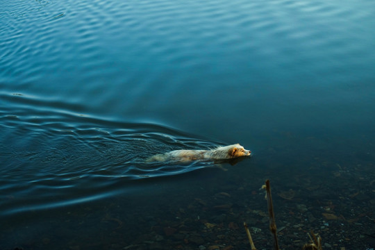 早晨游泳的狗