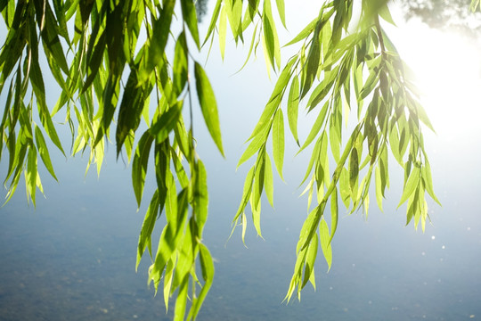 逆光杨柳叶