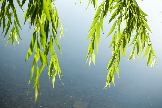 逆光杨柳叶