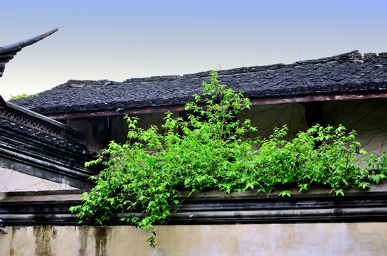 古建筑与嫩绿的枝叶对比