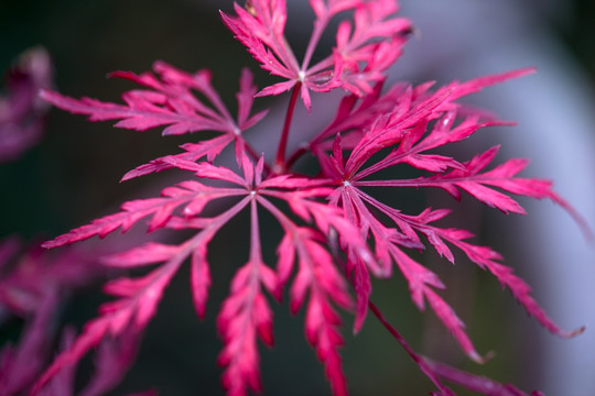 焦山秋色