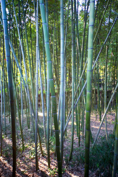 焦山景区