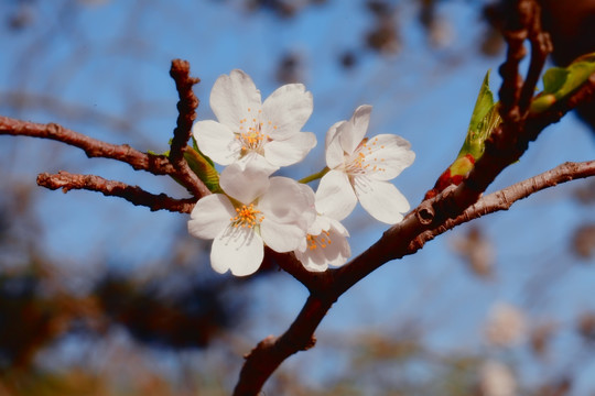 樱花