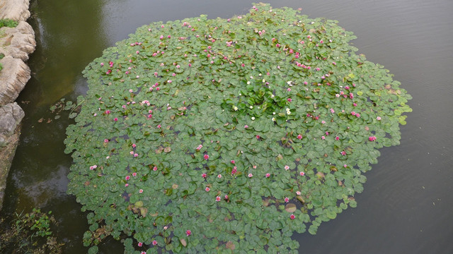 莲池