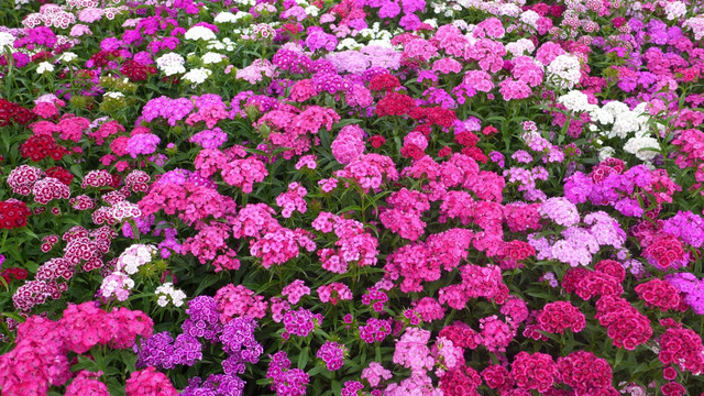 路边小花