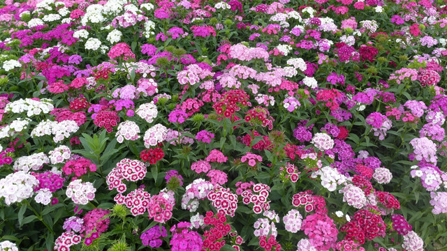 路边小花