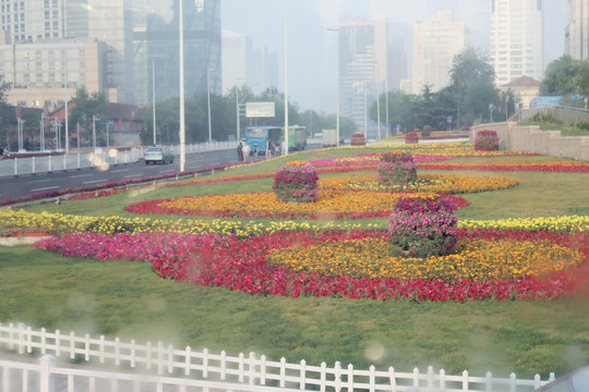 青岛 花坛
