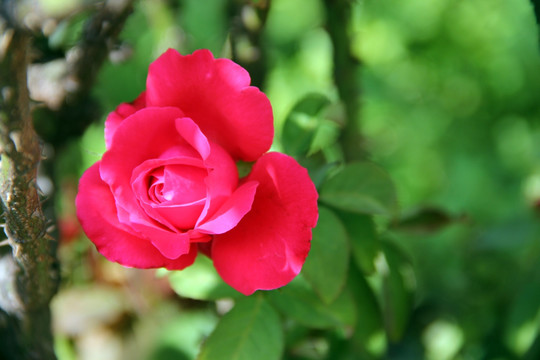 红色玫瑰花