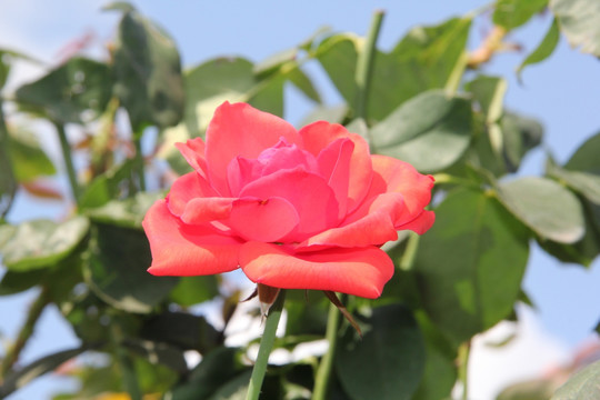 玫瑰花