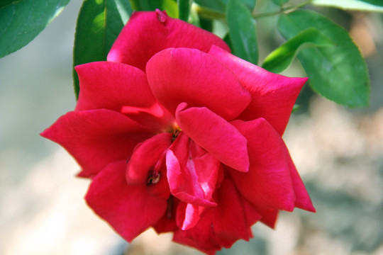 玫瑰花