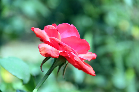 红玫瑰花