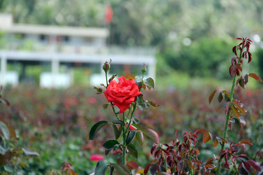 红玫瑰花