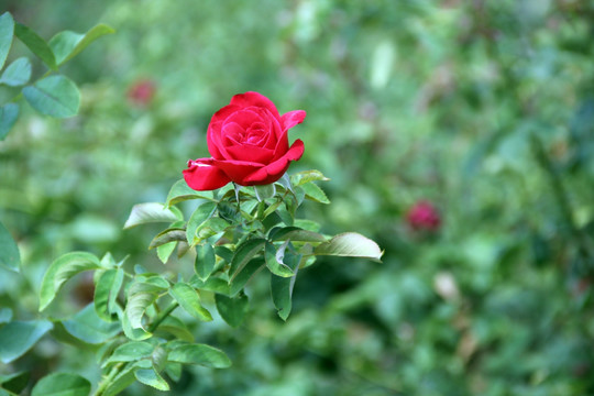 红玫瑰花