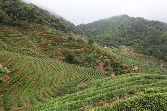 绿色茶山