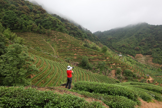 绿色茶山