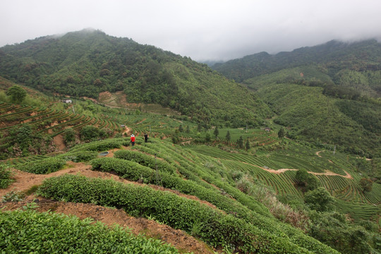 绿色茶山