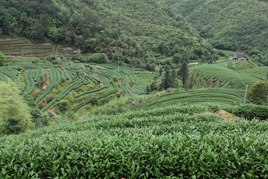 绿色茶山