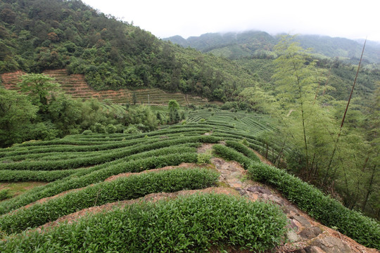 绿色茶山