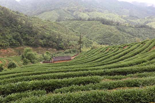 绿色茶山