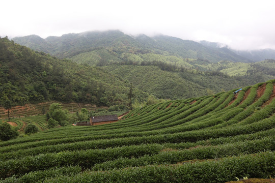 绿色茶山