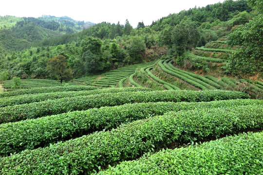 绿色茶山