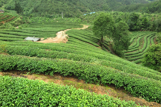 绿色茶山