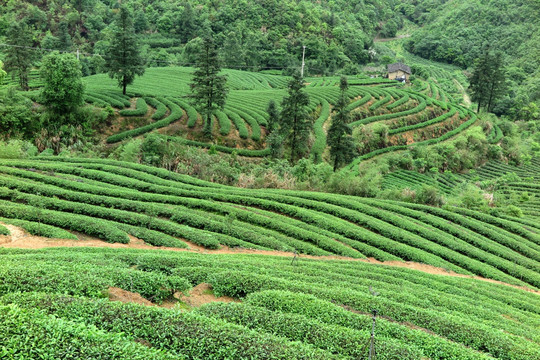 绿色茶山