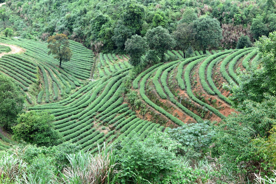 绿色茶山