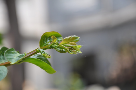 绿芽