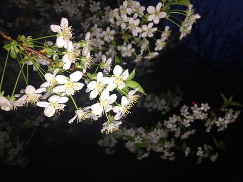 夜色樱桃花