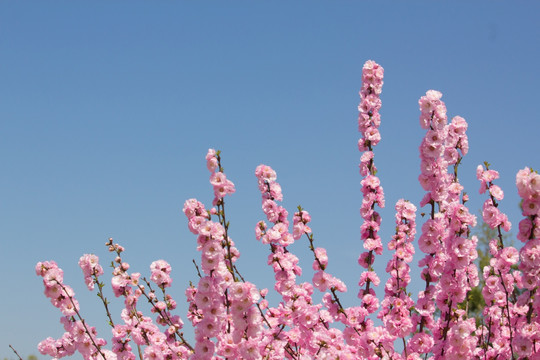 粉色花