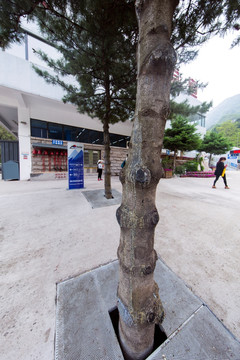 泰山桃花源索道站松树