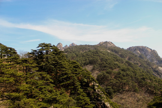 黄山美景松树林